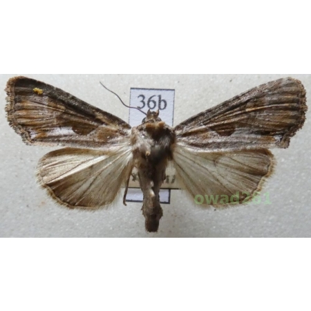 Lateroligia ophiogramma (Esper, 1794) Czech36b
